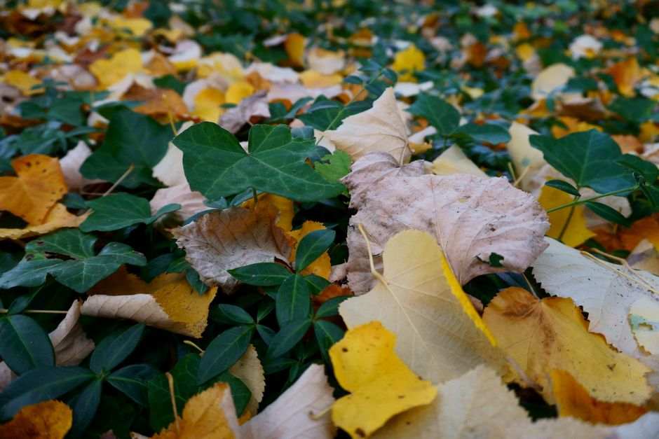 Waterdoorlatende tuin met herfstkleurige planten.