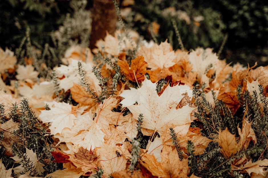 Moderne regentonnen naast herfsttuin met bloemen.
